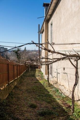 Кутаиси: Хостел Dingo Backpackers