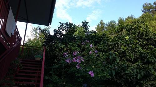 Золотая бухта: Guest House Karina
