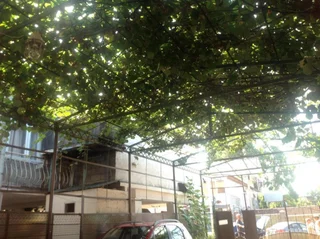 Гагра: Guest House on Shapsugskaya 2A