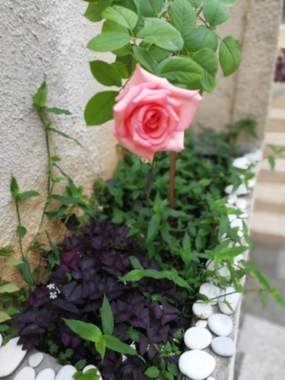Гагра: Guest House Alpiyskaya 7