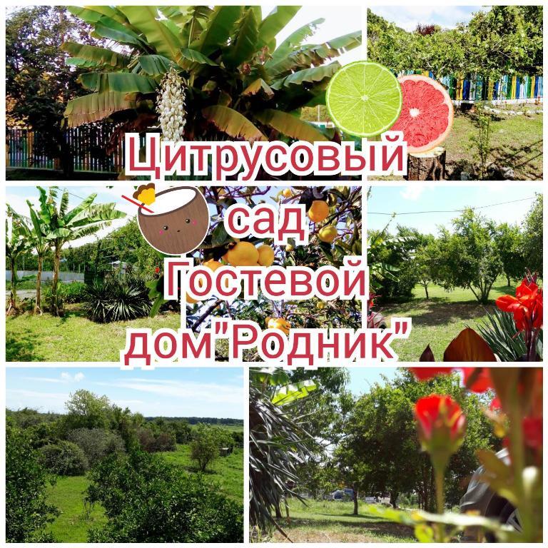 Пицунда: Rodnik Guest House