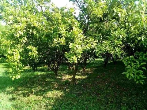 Цкуара: Abzhouse