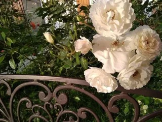 Сухум: Roza Guest House