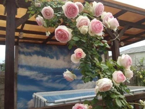 Сухум: Roza Guest House