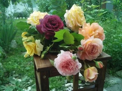 Сухум: Roza Guest House