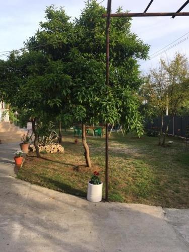 Гагра: Guest house Kabardinskaya 121