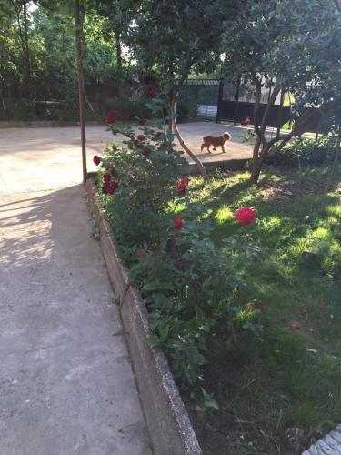 Гечрипш: Homestay U Violetty