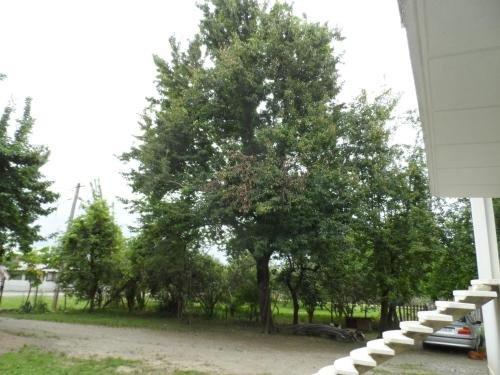 Дарчели: Eva House Darcheli