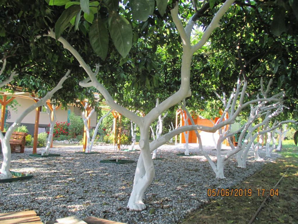 Алахадзи: Alina