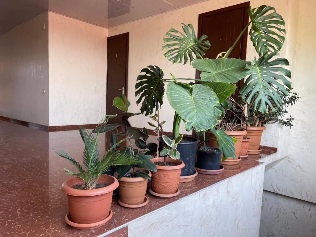 Григолети: Guest House Passiflora პასიფლორა