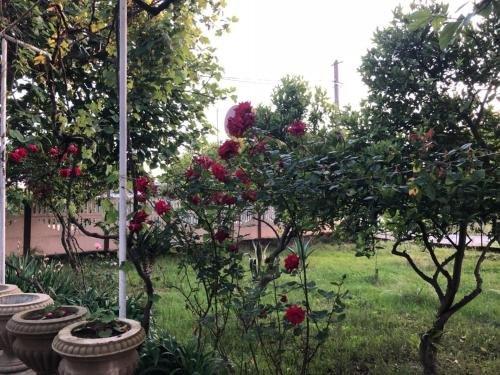 Пицунда: Guest House Dana