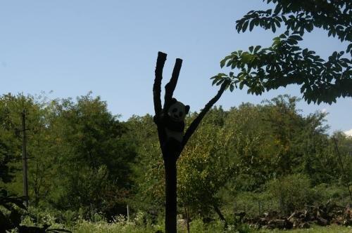 Кварели: Kvareli Oaks