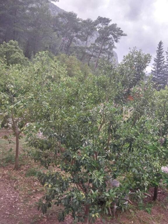 Чиралы: Village Garden Pansiyon