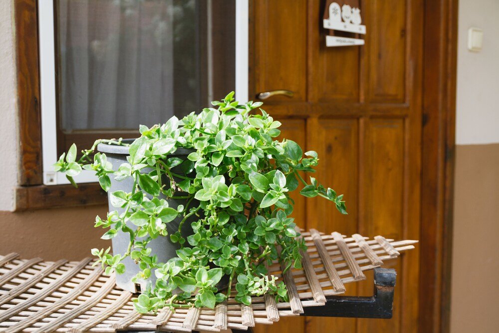 Чиралы: Village Garden Pansiyon