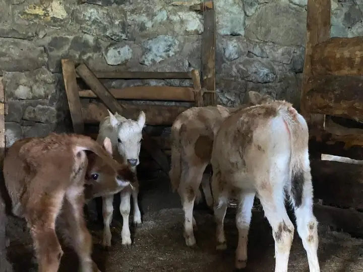 Tirebi Farmhouse — фото 6