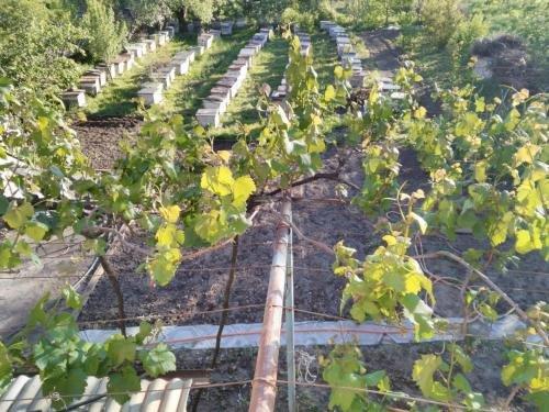 Гори: Gogi Dvalishvili Wine Cellar