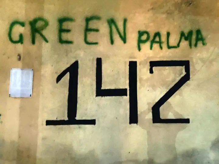 Green Palma — фото 3
