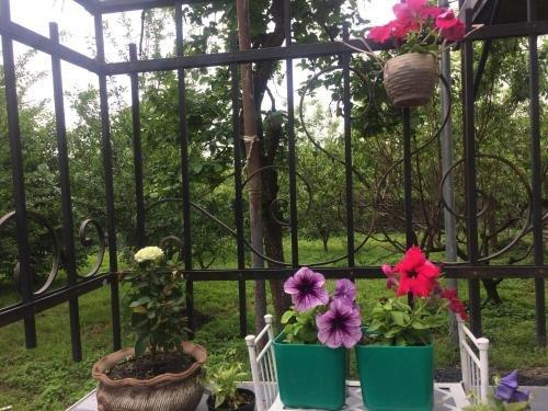 Кварели: Violet guest house