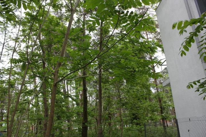 Шекветили: House for rent in Shekvetili