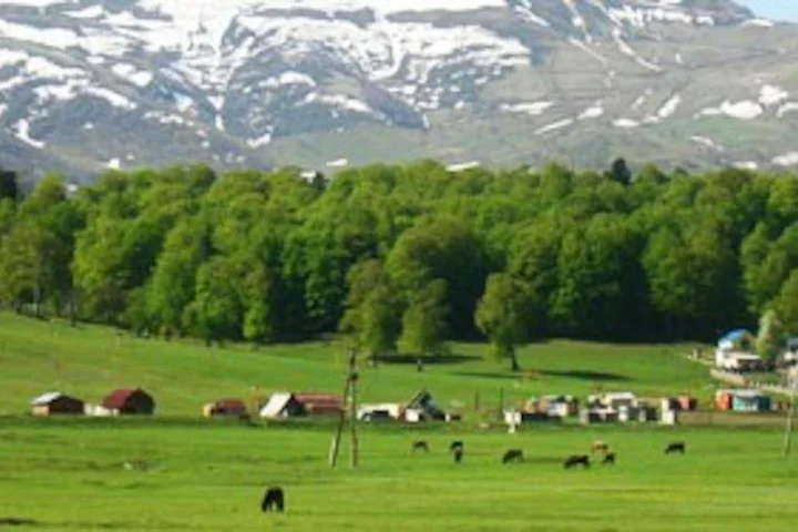 Бакуриани: Hillside Cottages Bakuriani