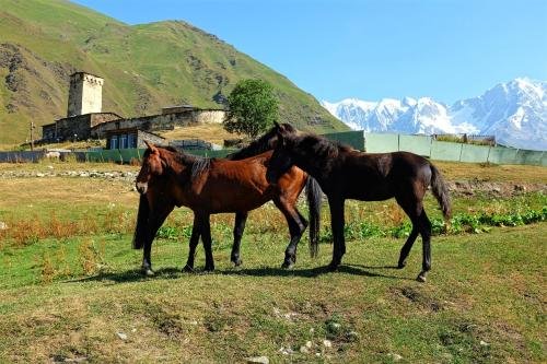 Ушгули: Ushgulitour`s Guesthouse