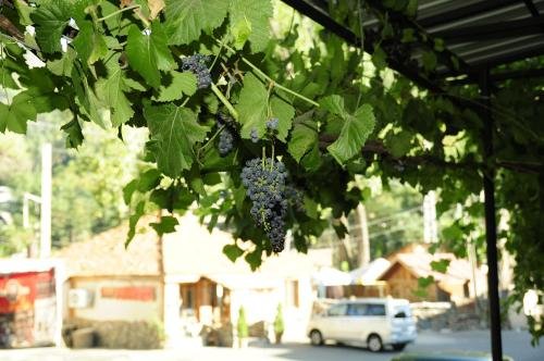 Боржоми: Hotel NATIA