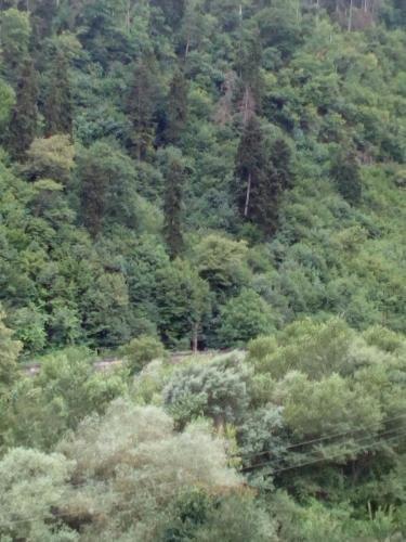 Боржоми: panorama gest house