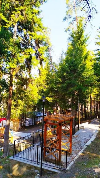 Боржоми: forest panorama