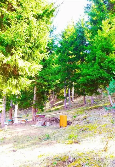 Боржоми: forest panorama