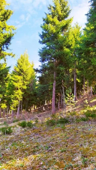 Боржоми: forest panorama
