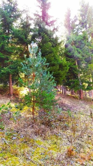 Боржоми: forest panorama
