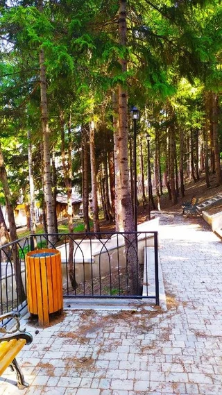 Боржоми: forest panorama