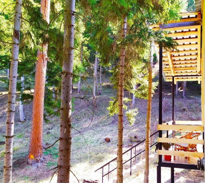 Боржоми: forest panorama