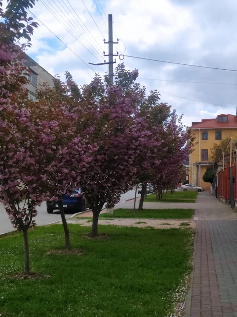 Феодосия: Меблированные комнаты Celica