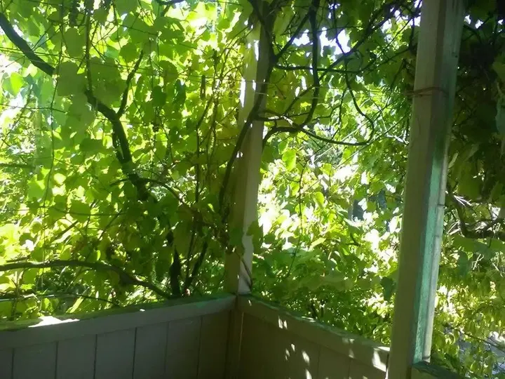 Боржоми: Guest House Manjgaladze 8