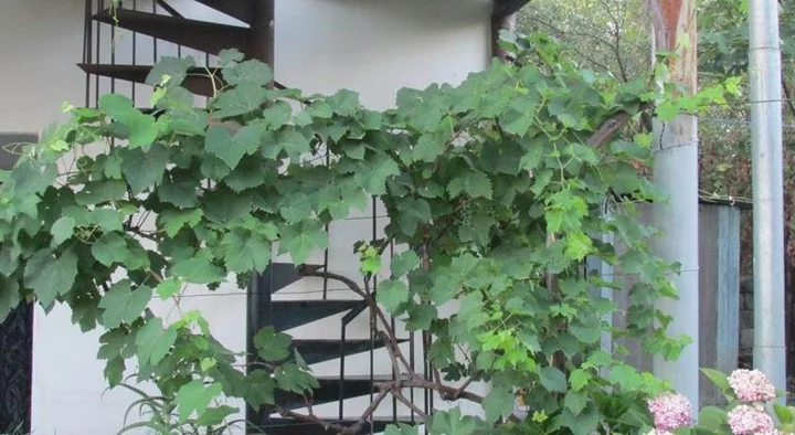 Кварели: Nikala Guest House
