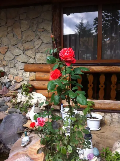 Голубицкая: Guest House Metelitsa