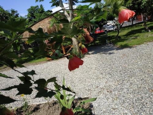 Батуми: Kolkhi Guest House