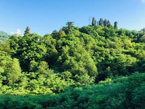 Батуми: Green Cape Villa
