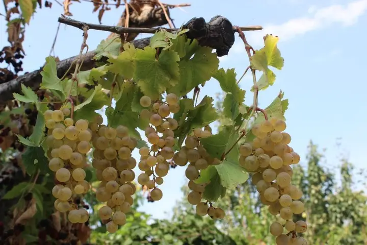 Kera — фото 2
