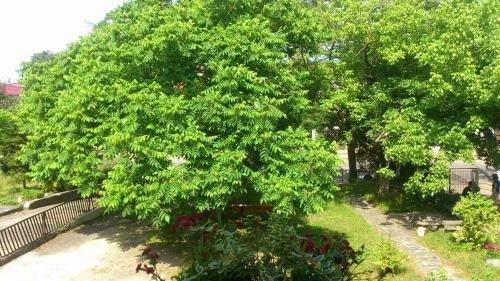Кобулети: Marinas Guesthouse