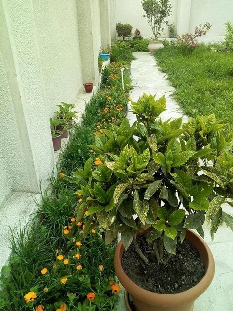Телави: Nino's Guest House