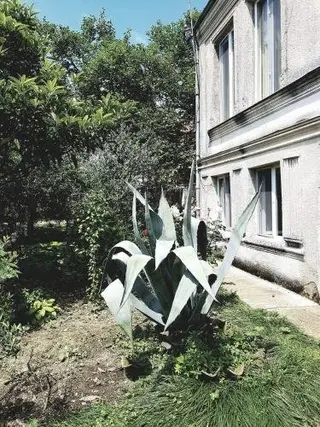 Хони: Roza's Guest House