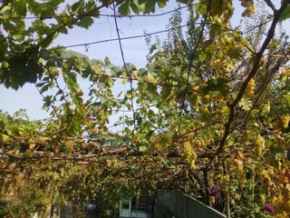 Сигнахи: Apartment Giorgi in Sighnaghi