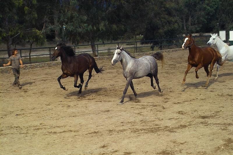 Кемер: Hotel Berke Ranch & Nature