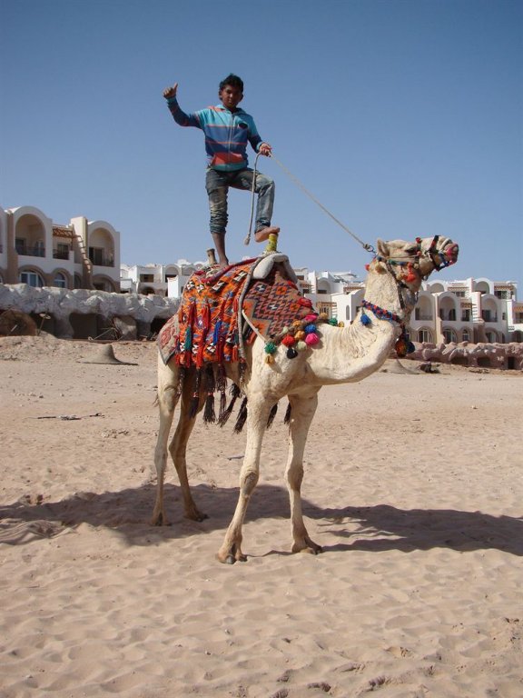 Шарм-эш-Шейх (Шарм-эль-Шейх): Albatros Palace Sharm