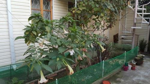 Гагра: Guest house Uyt