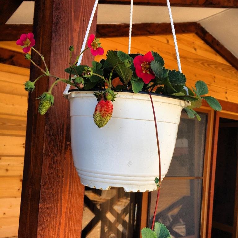 Цандрыпш: Mimi Guest House