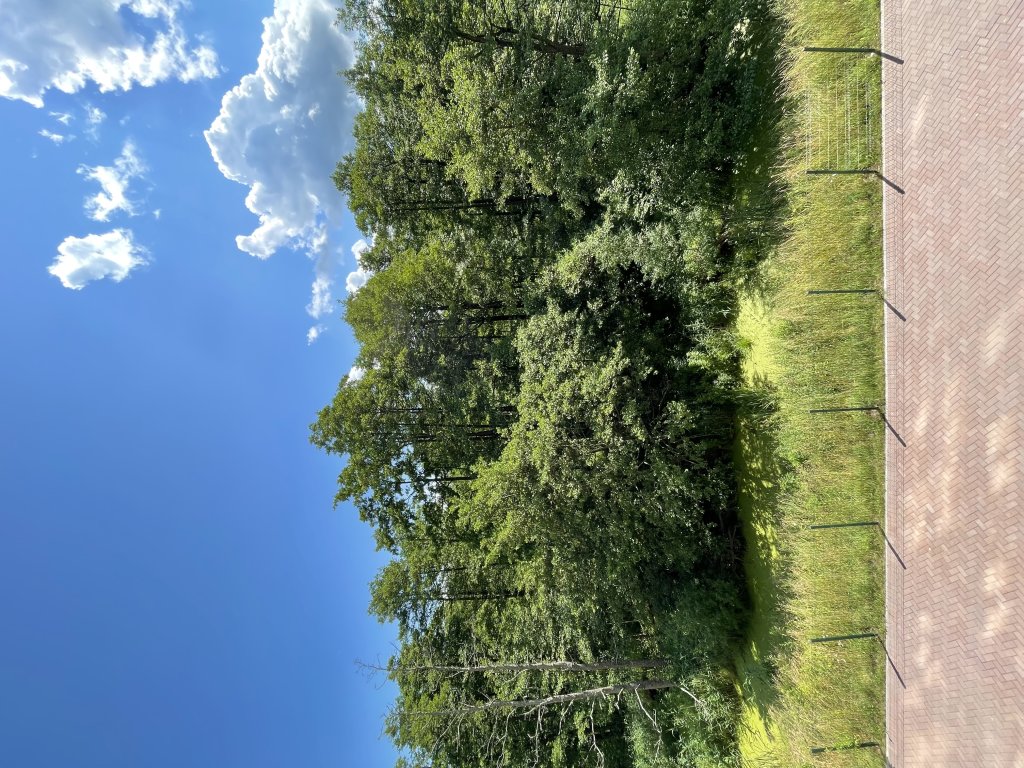 Зеленоградск: Квартира Forest appartment