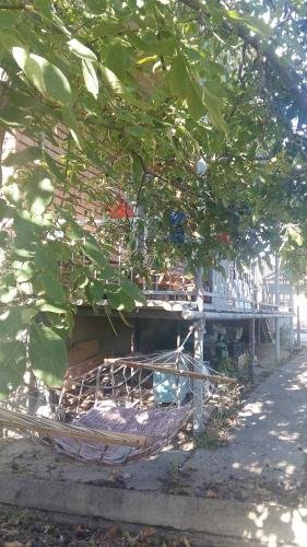 Savane — фото 2